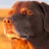 Profile picture for user jzh797